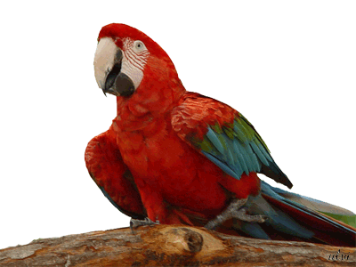 Ptaszki - papuga2026.gif