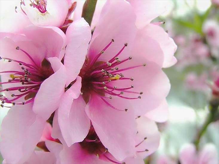  WSZYSTKO O KWIATACH - Spring-Flowers-1.jpg