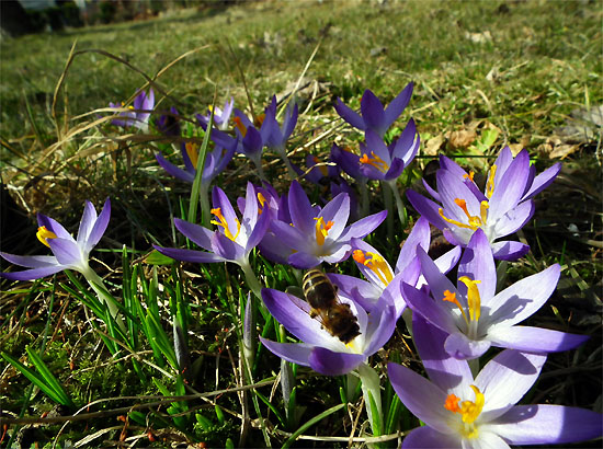 kwiaty2 - wiosna_13.jpg