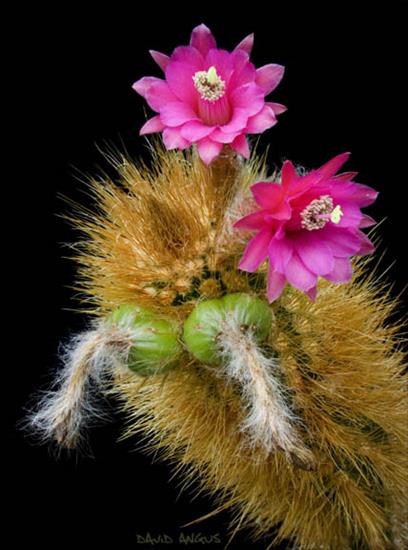 Kwitnące kaktusy - Oreocereus doelzianus X.jpg