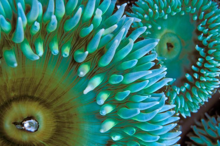 Ocean Life - 02 - Sea Anemone.jpg