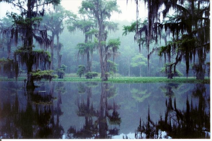 Jezioro Caddo-Luizjana-Teksas - Foggy_Caddo_Lake2.jpg