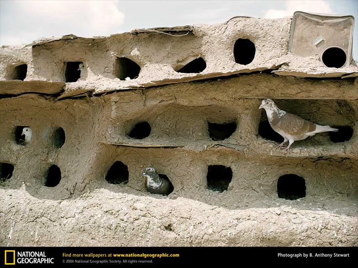 Ptaki - Homing Pigeons, Dabburiya, Israel.jpg