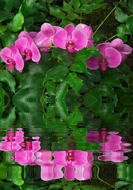 GIFY kwiaty - ChomikImage.aspx.gif