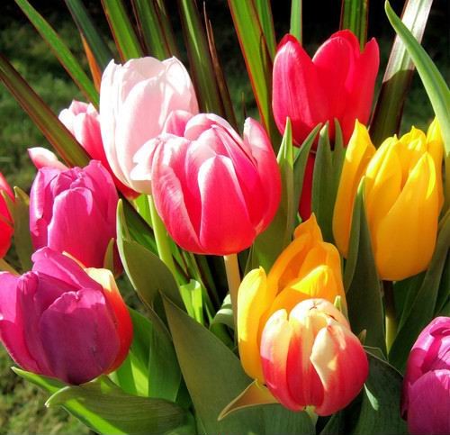 TULIPANY - tulipany kolorowe.JPG