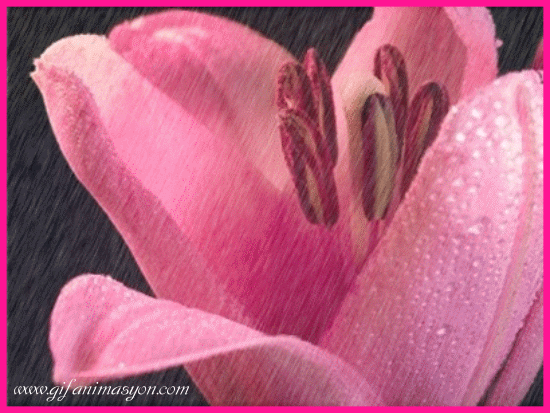 kwiaty w deszczu - 16.gif