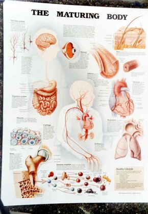 plansze anatomiczne chorób człowieka - Plansza anatomiczna dojrzewanie1.jpg