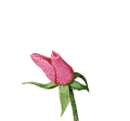 Róża- przepiękny kwiat - blume_005.gif