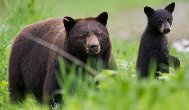 Niedzwiedzie - Whistler-Bear-Viewing7.jpg