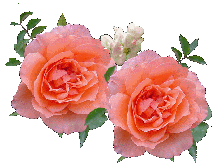 Róże - mammawaarom.PNG
