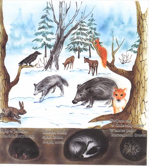 przygotowanie zwierząt do zimy - zwierzęta zimą sen zimowy 02.bmp