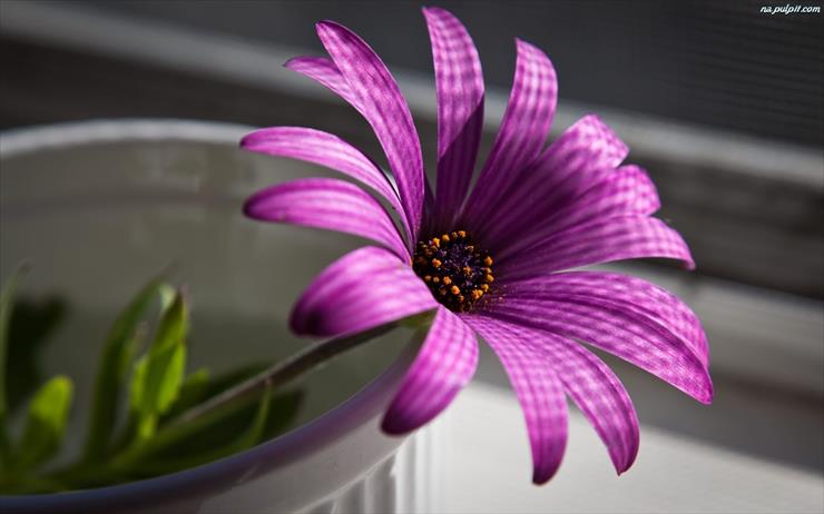  Galeria - fioletowy-flakon-kwiat.jpeg