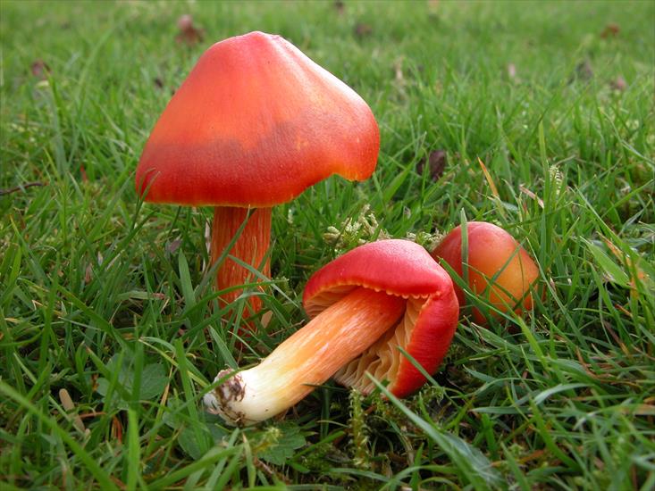 grzyby - Wilgotnica karminowa   jest to jadalny grzyb z rodziny wodnichowatych.jpg