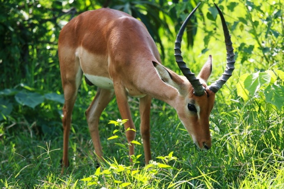 antylopy - impala.jpg