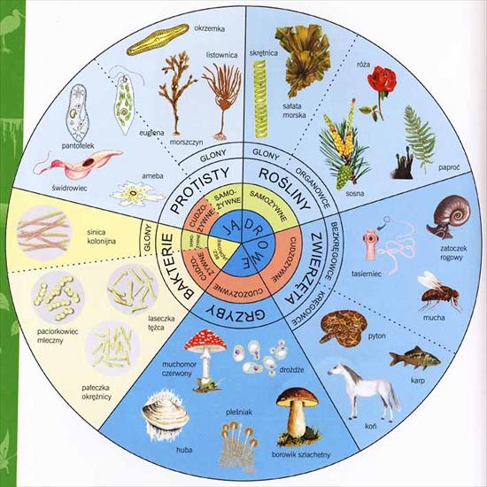 edukacja przyrodnicza - klasyfikacja organizmów.jpg
