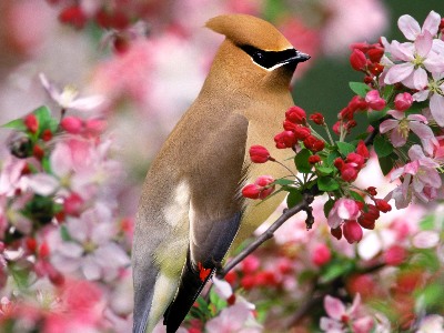 Ptaki - Piękny ptak.jpg